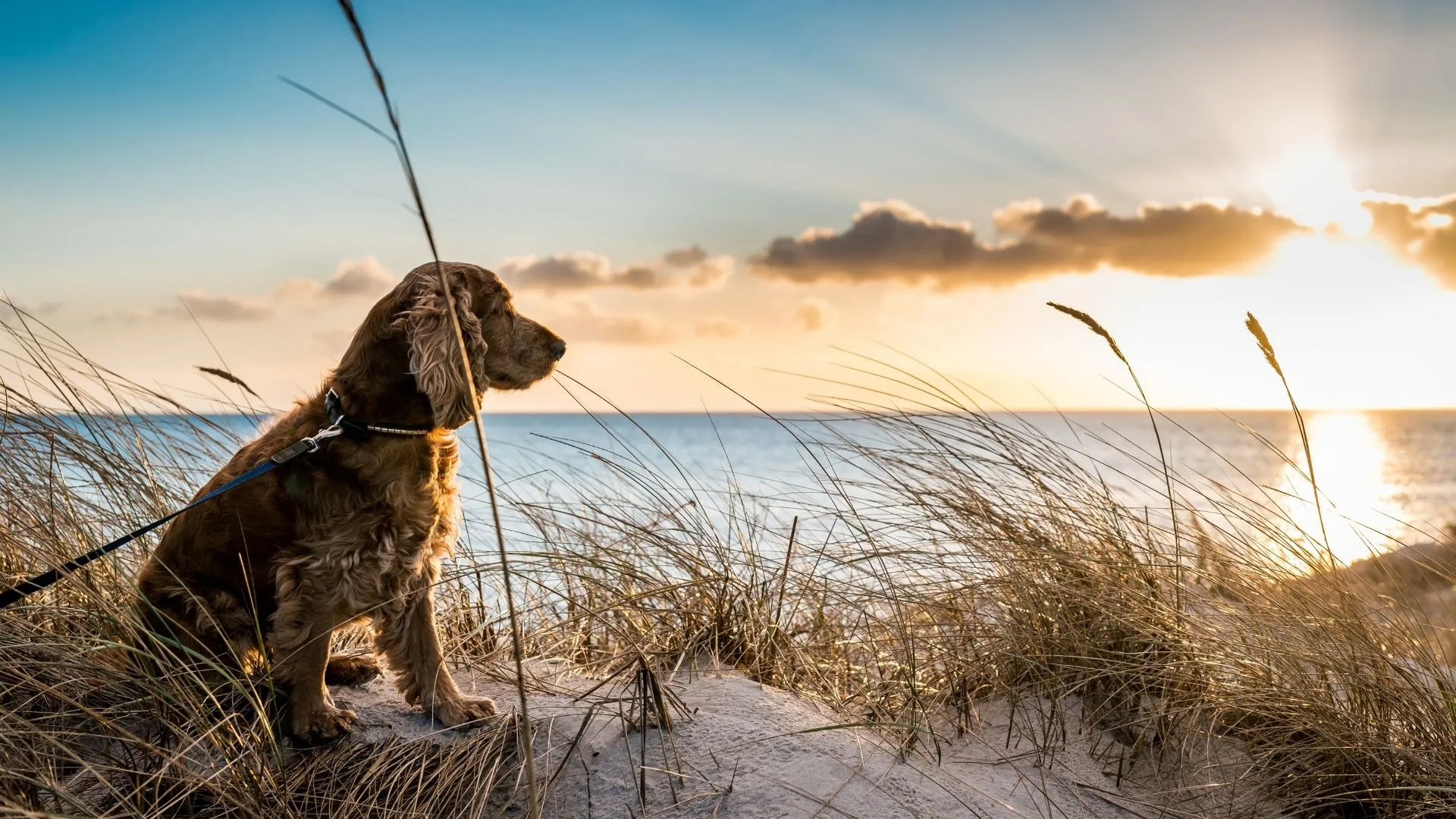 dog beach
