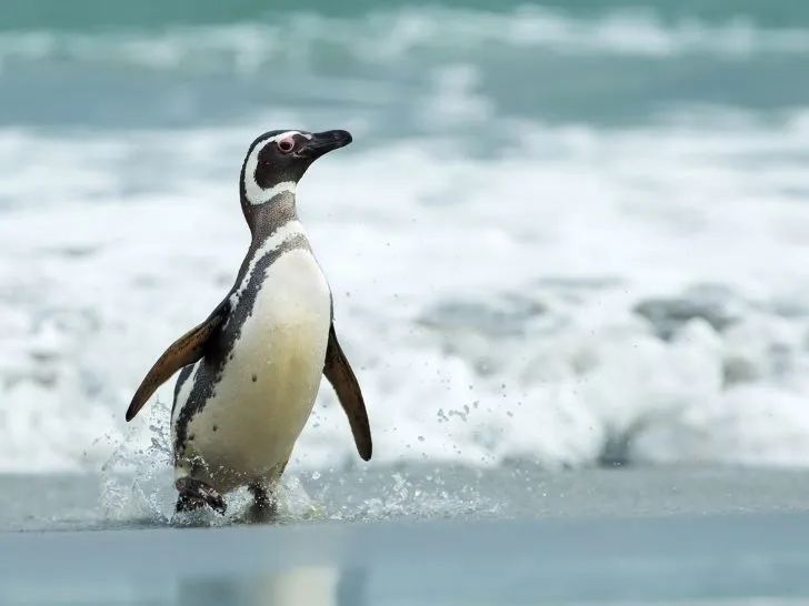 falkland islands
