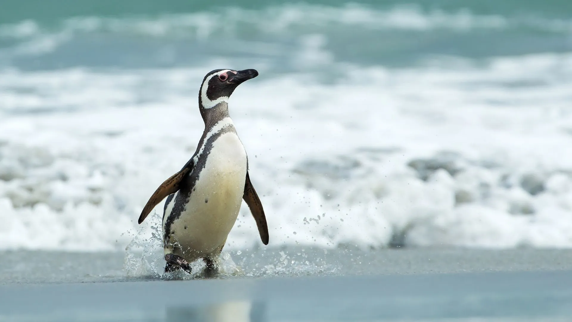 falkland islands