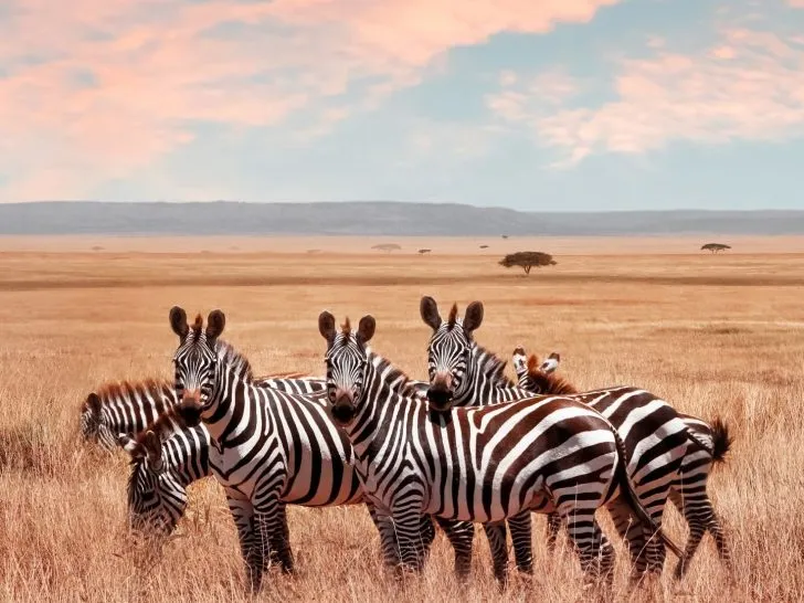 serengeti Tanzania