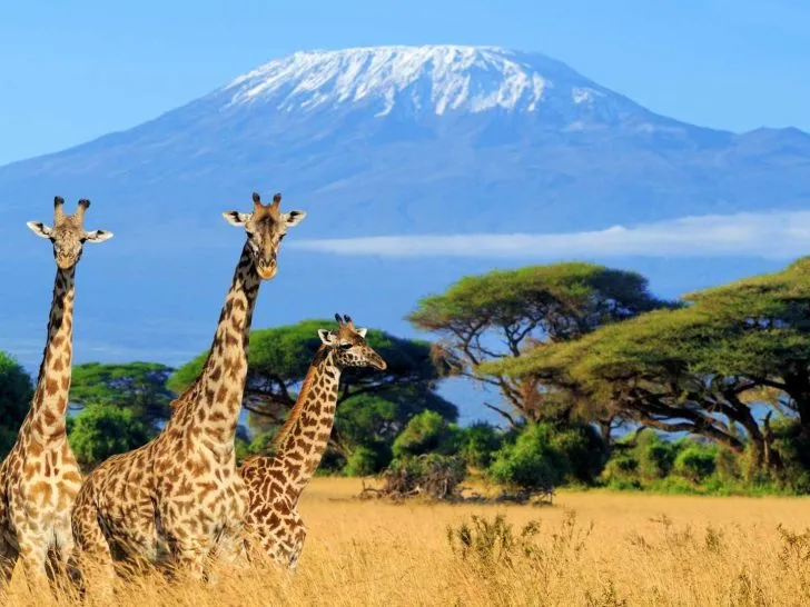 Africa cruises