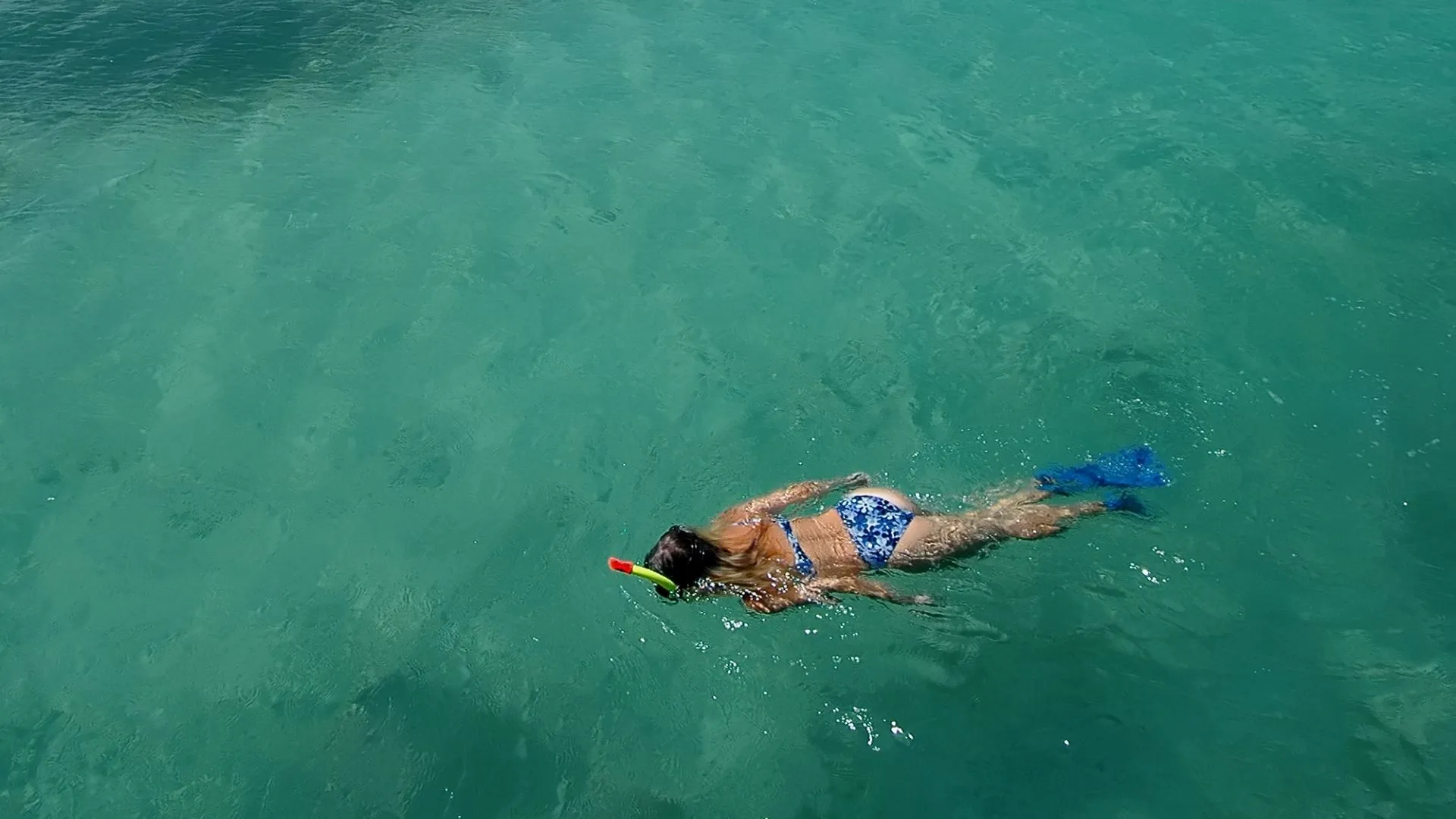 dry tortugas (11) snorkeling Dry Tortugas