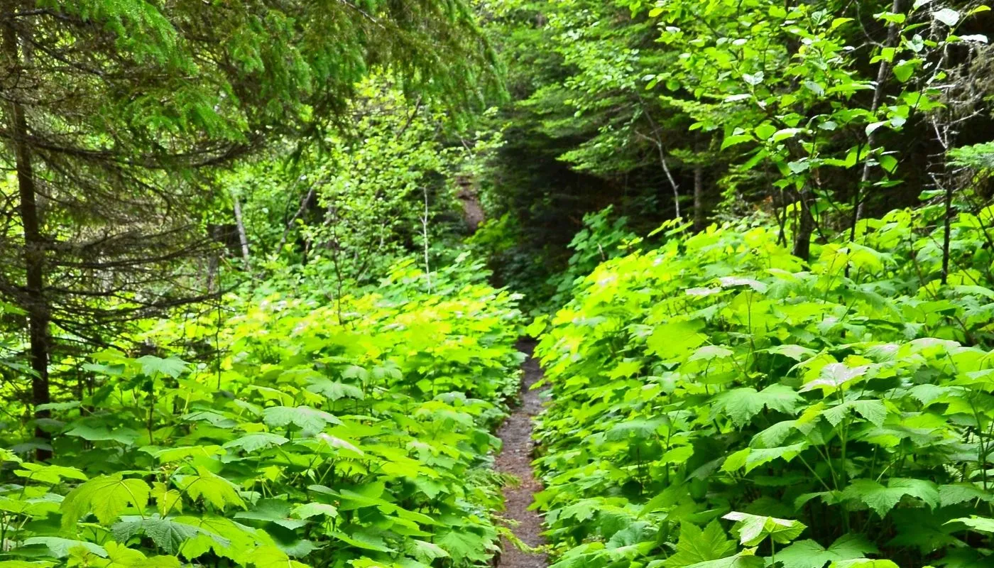 hiking isle royale mi hiking isle royale mi