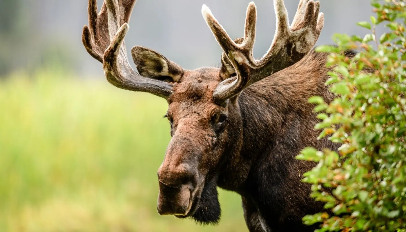 moose on isle royale moose on isle royale