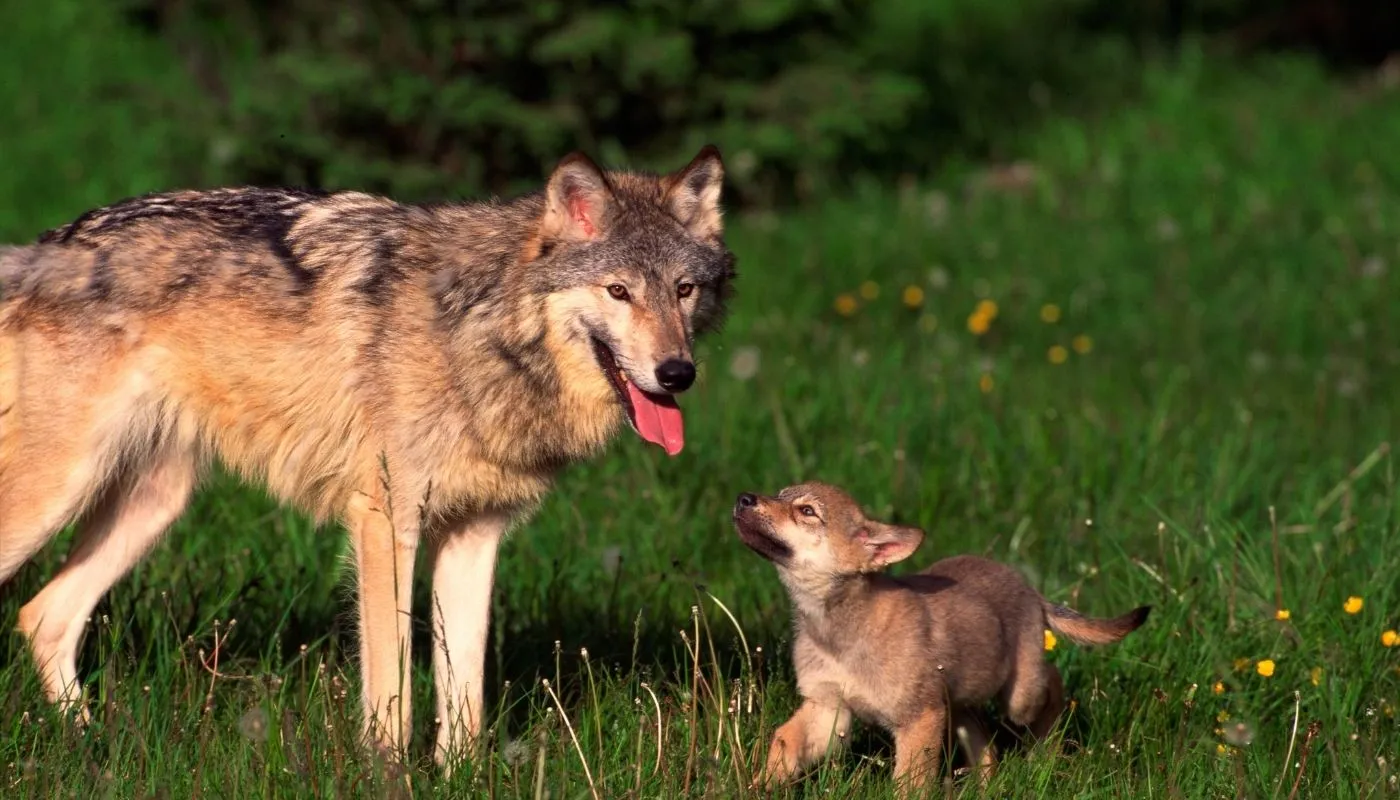 wolves on isle royale wolves on isle royale