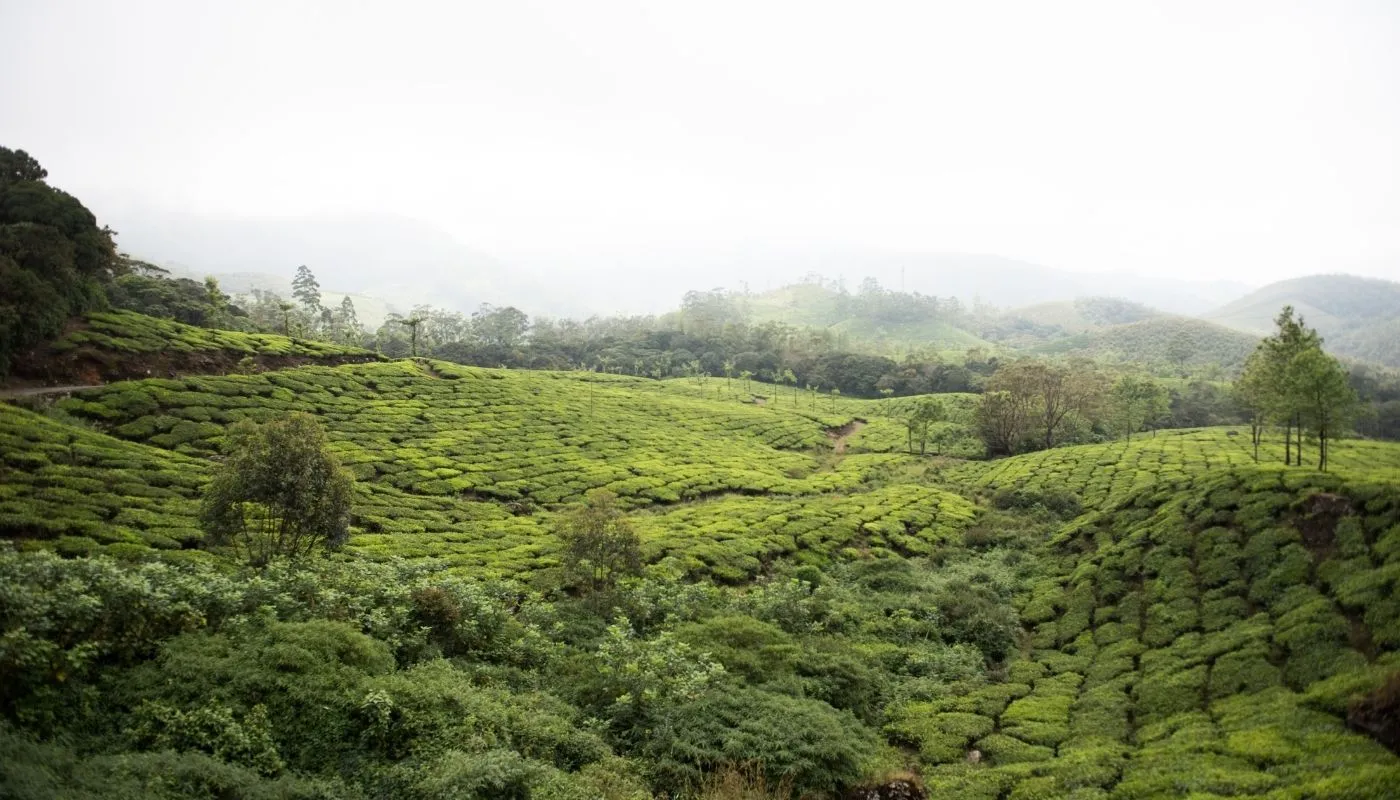 Eravikulam National Park Eravikulam National Park