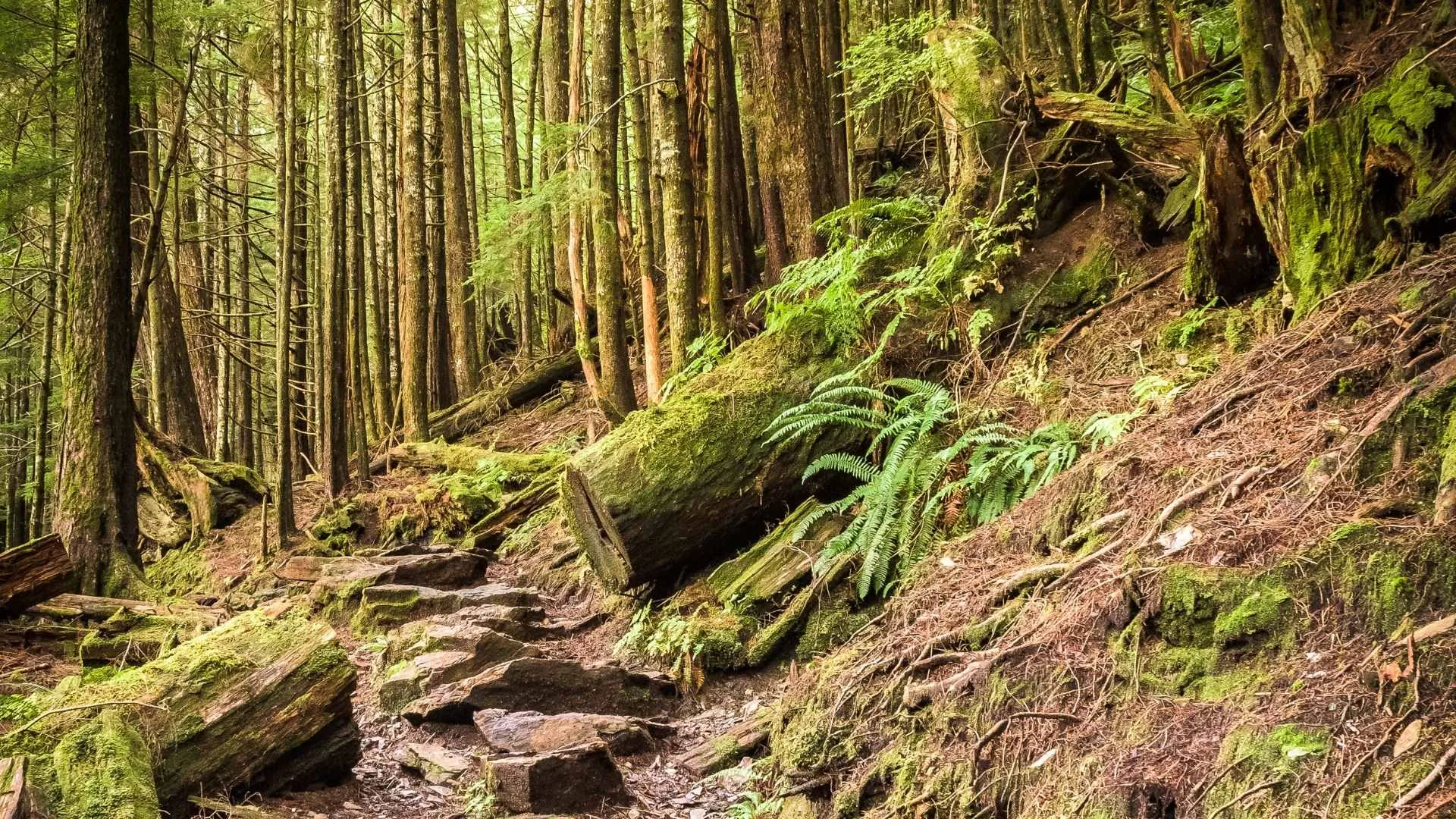 Rainbird Trail Ketchikan Alaska Rainbird Trail Ketchikan Alaska