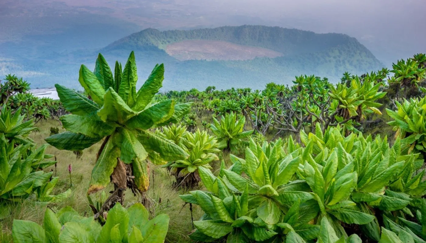 Virunga National Park Virunga National Park
