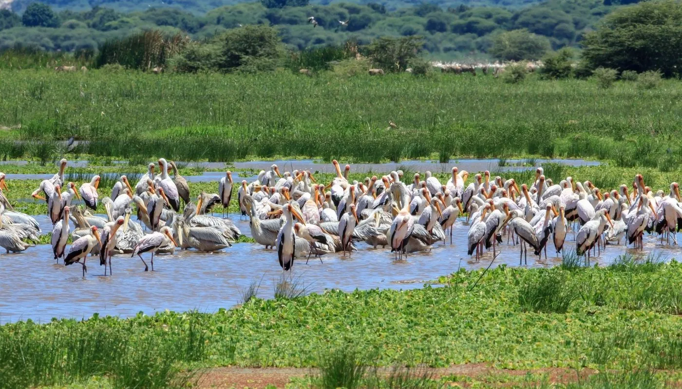 beautiful Lake Manyara Tanzania beautiful Lake Manyara Tanzania