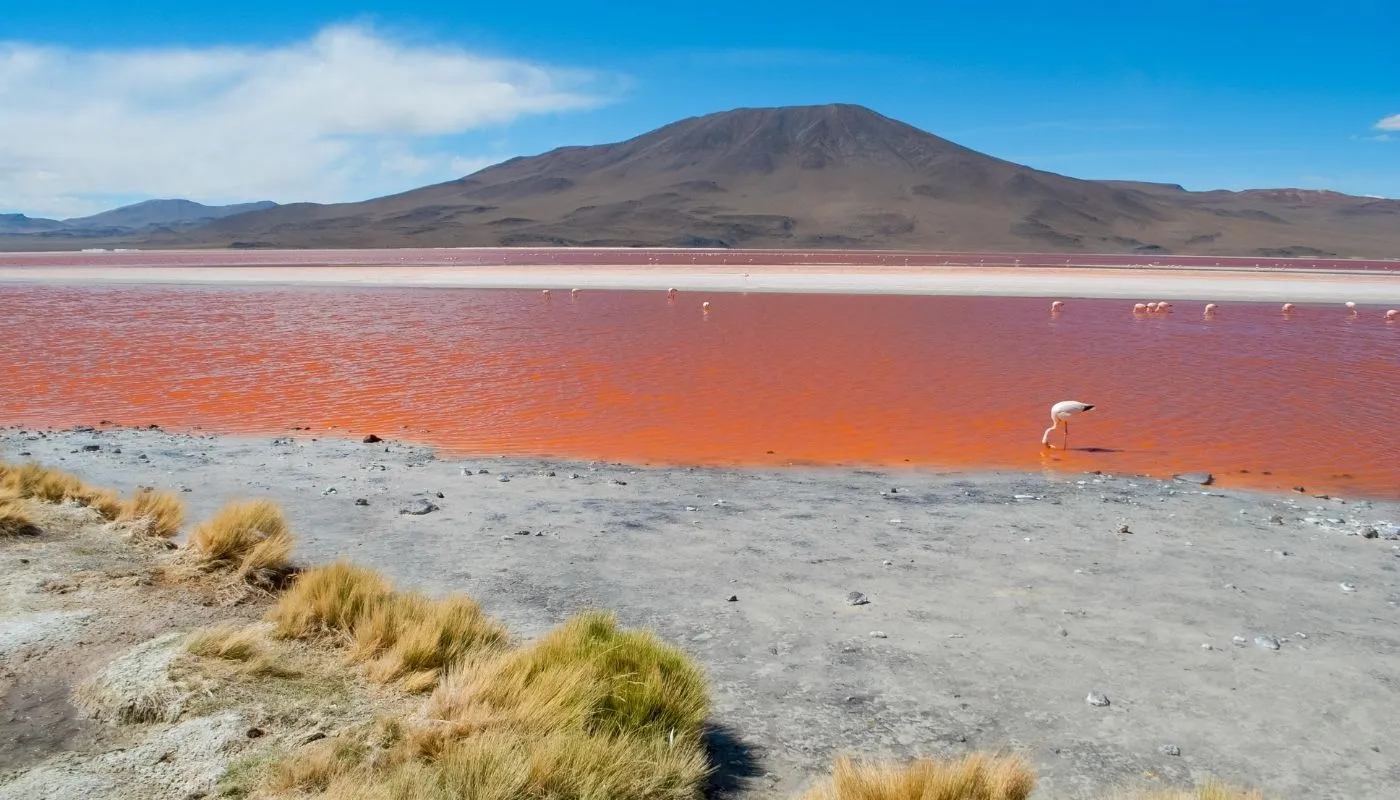 beautiful laguna colorada lake bolivia beautiful laguna colorada lake bolivia