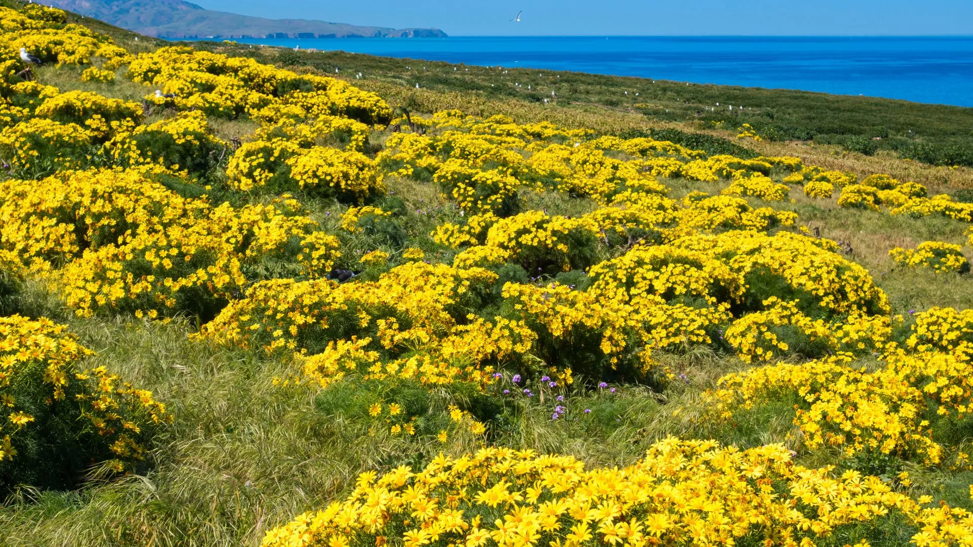 Channel Island Jersey Flower Battle