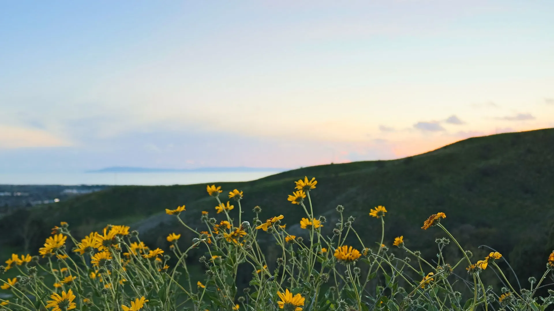 Channel Island Jersey Flower Battle