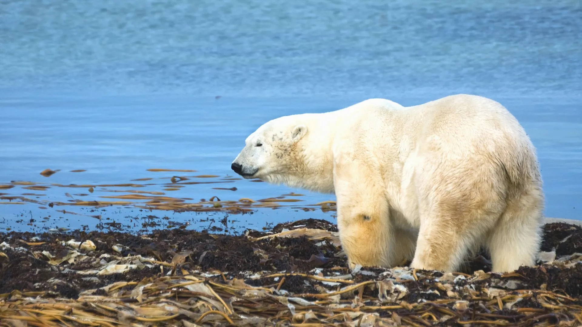 Facts about Manitoba -8 manitoba polar bears