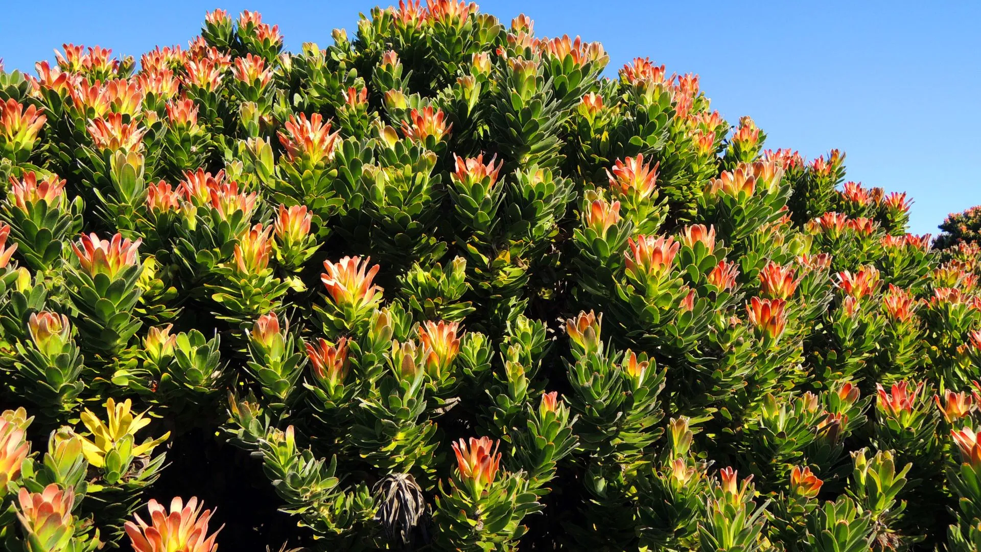 Namaqualand South Africa-6