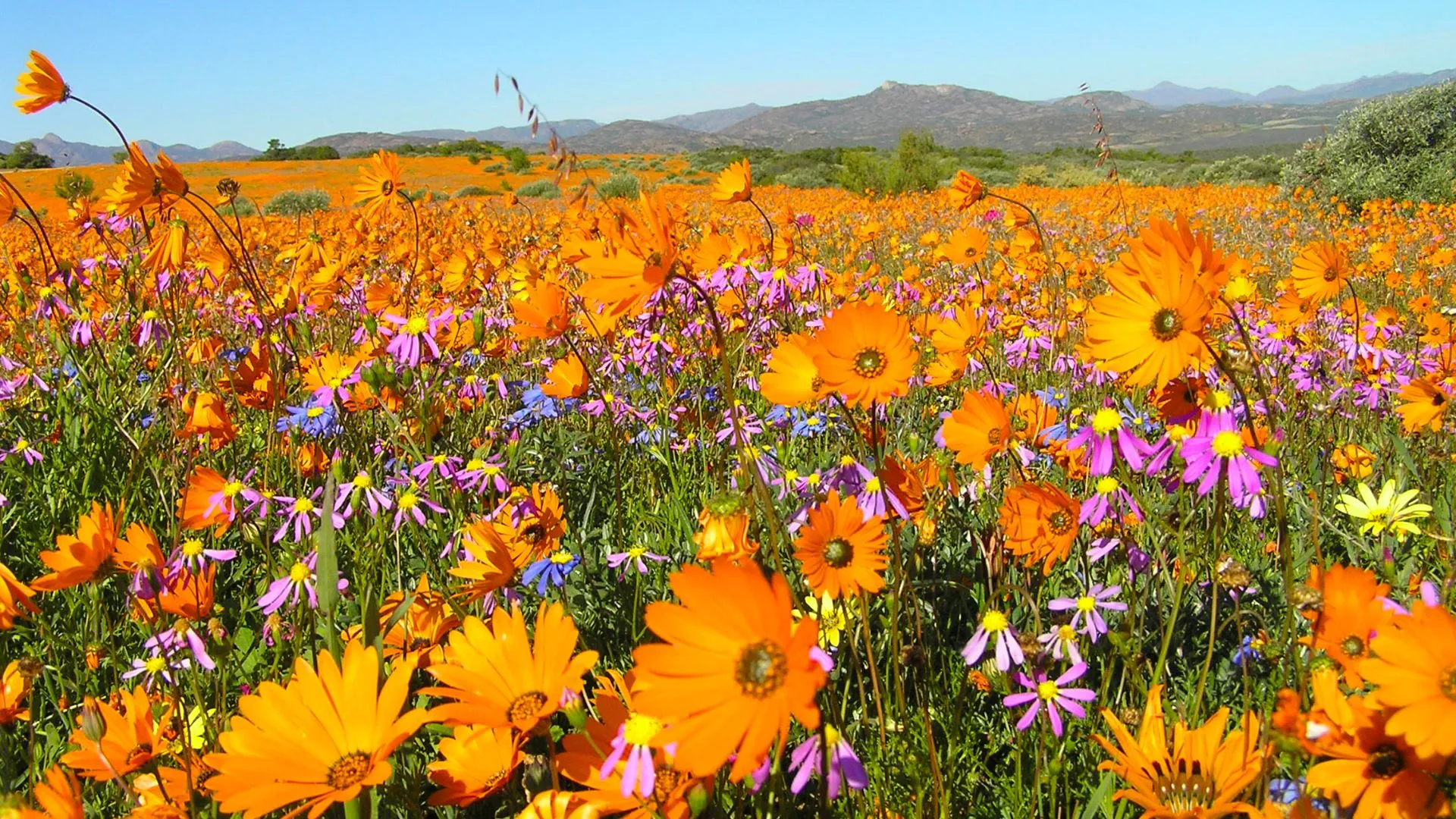 Namaqualand South Africa-7