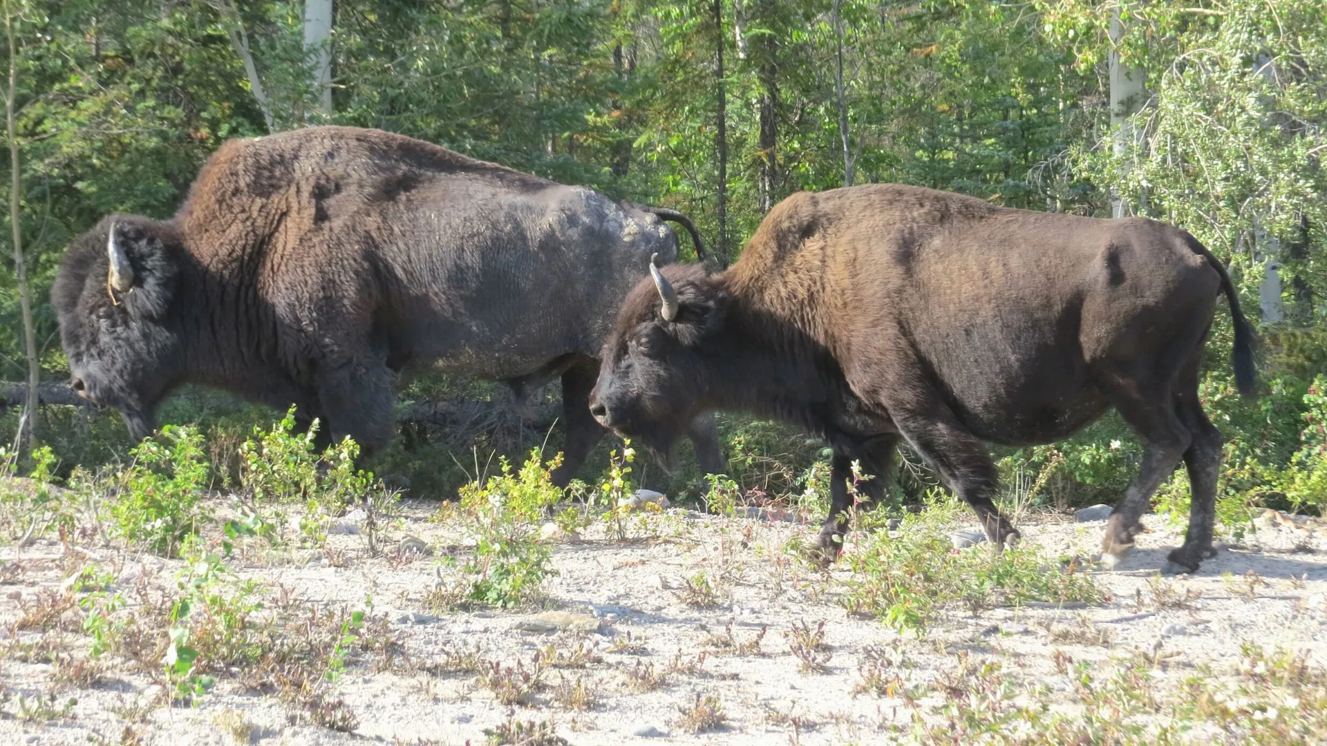 Northwest Territories-4