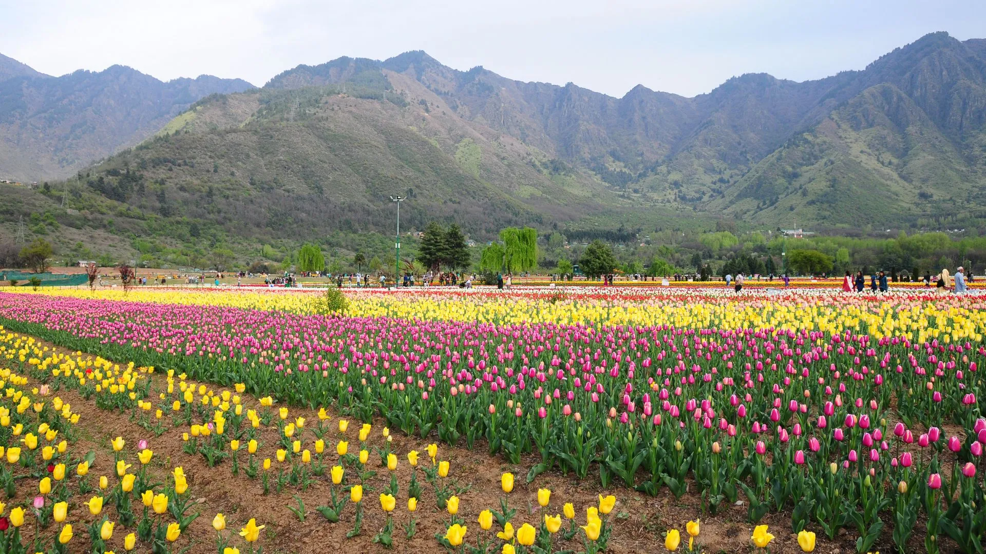 Srinagar India Tulip Flower Festival Field of tulips being overlooked by a mountain range