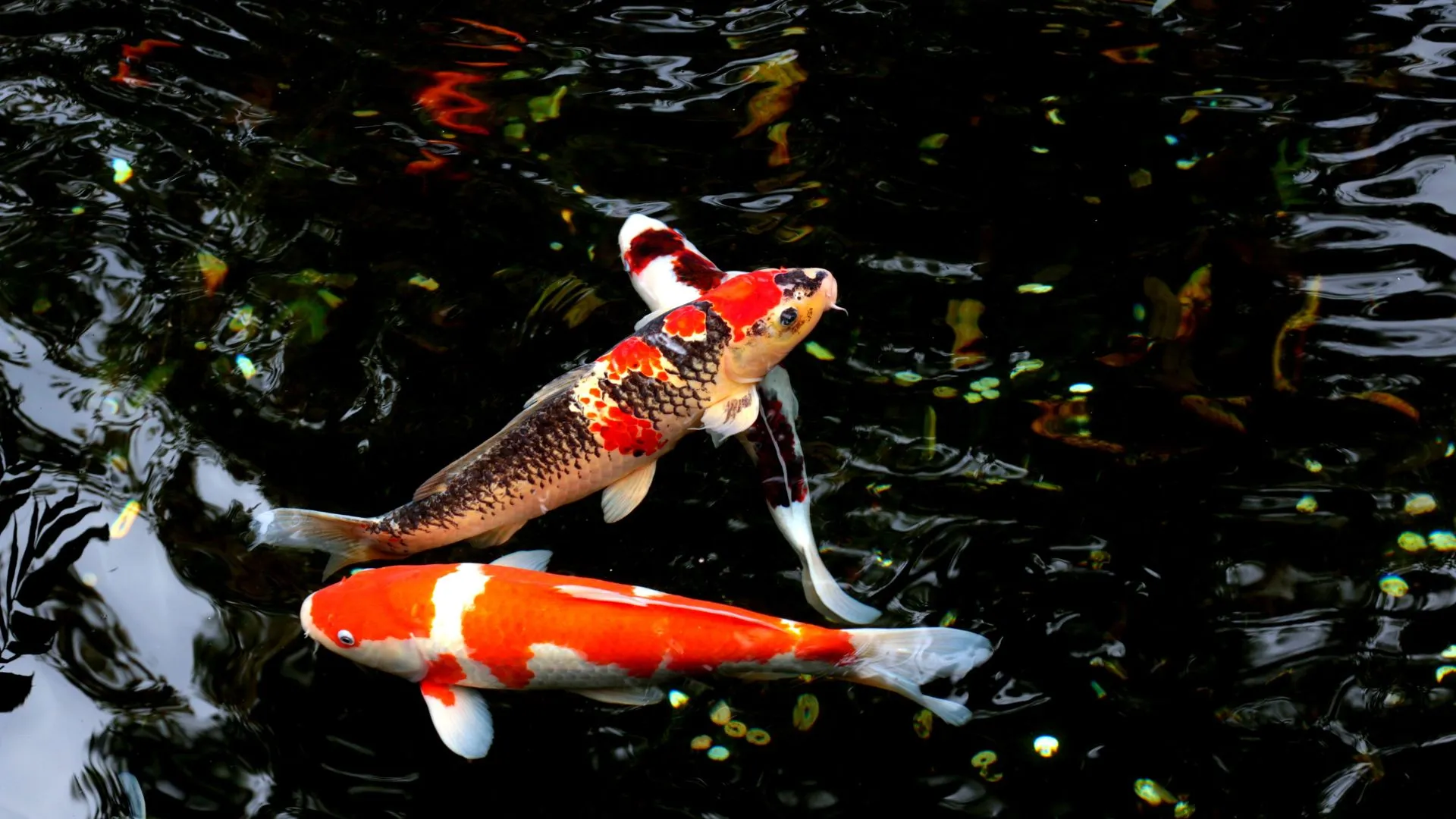 Tokyo Japan-14