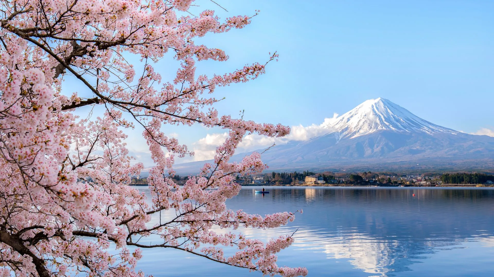 A cherry tree in blossom with Mt. Fuji in the background