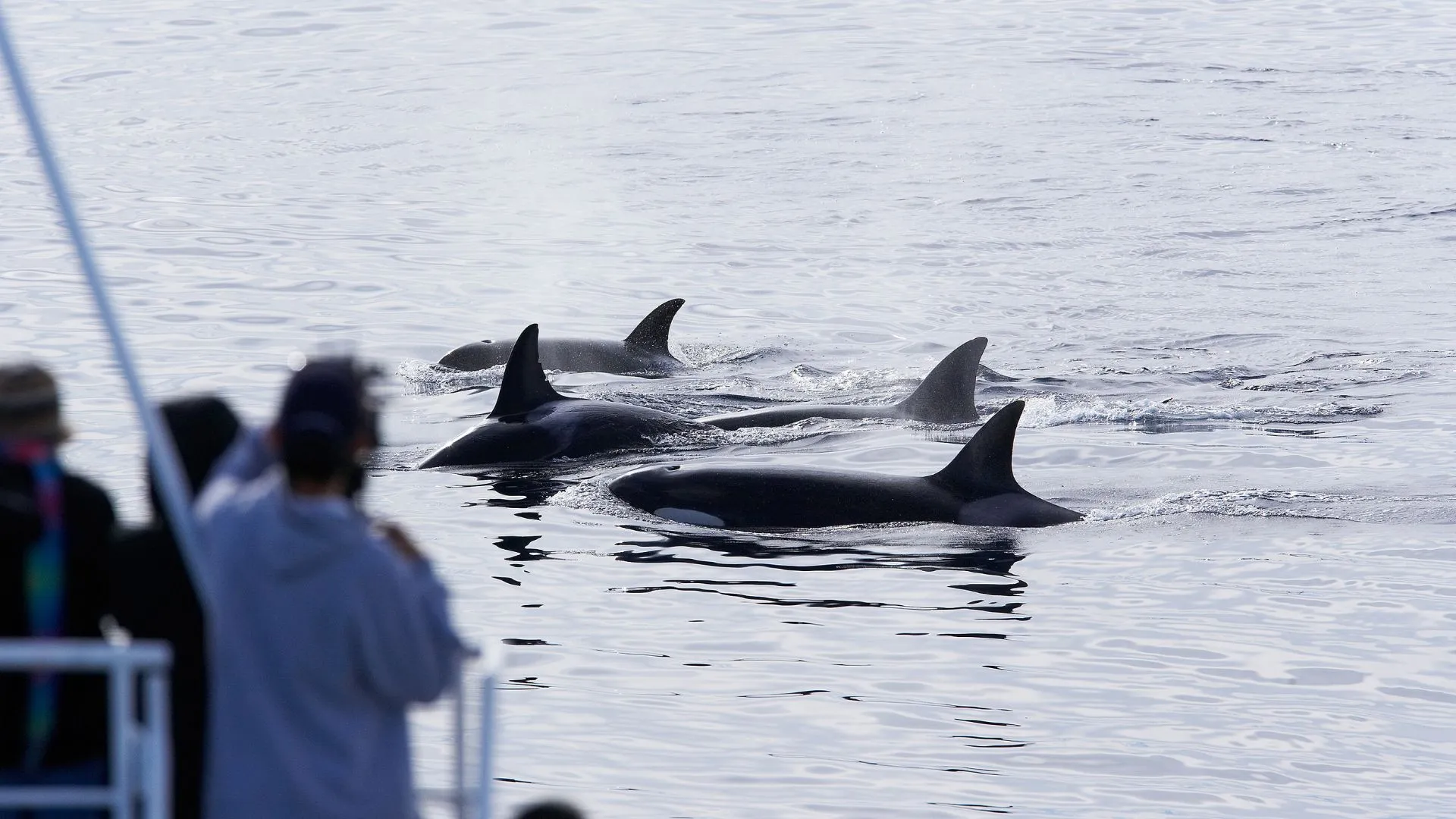 Whale Watching Cruises (1) people on whale watching cruises