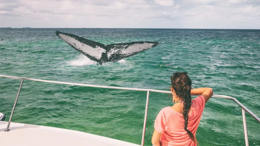 girl looking at whale on boat