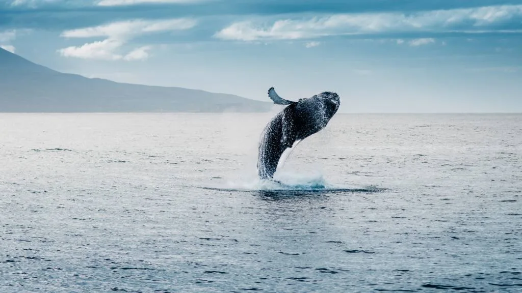 whale jumping out of water