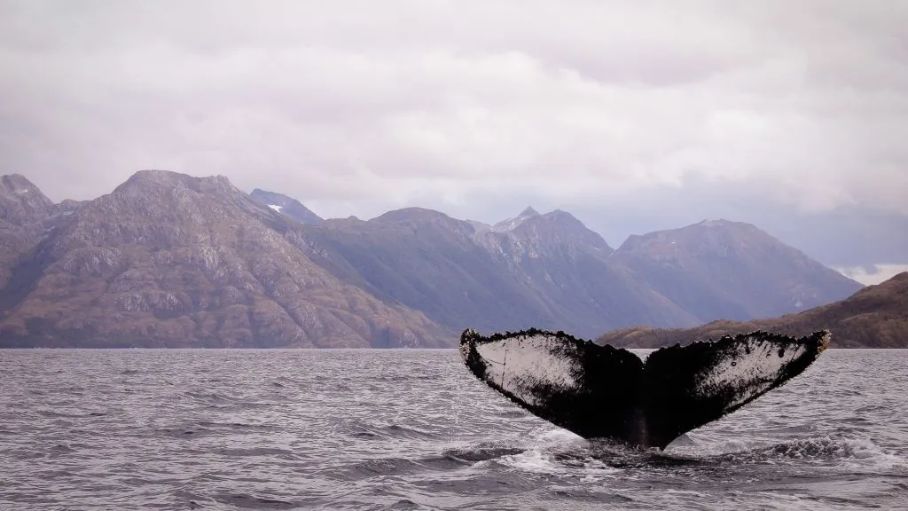 whales watching cruise