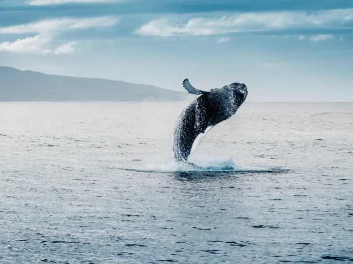 whale jumping out of water