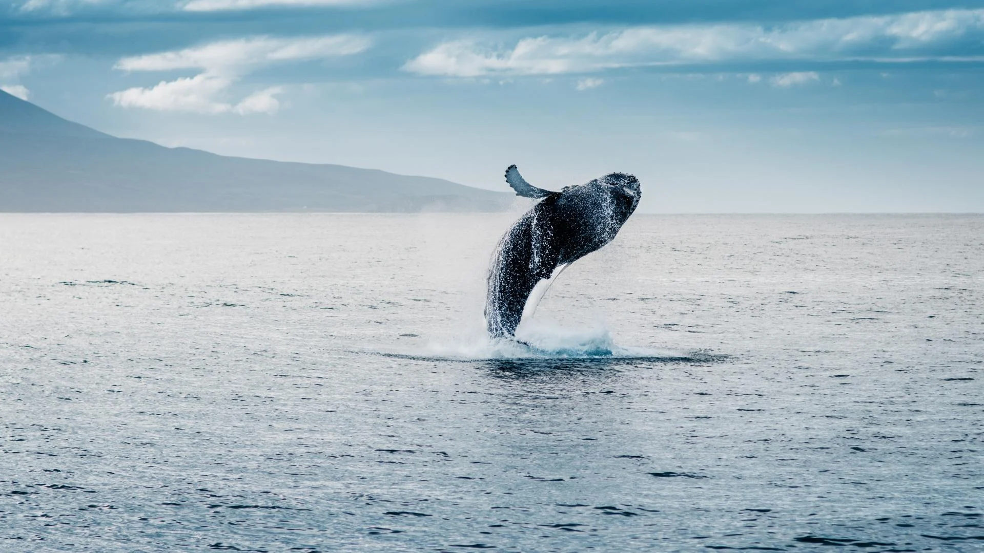 Whale Watching Cruises whale jumping out of water