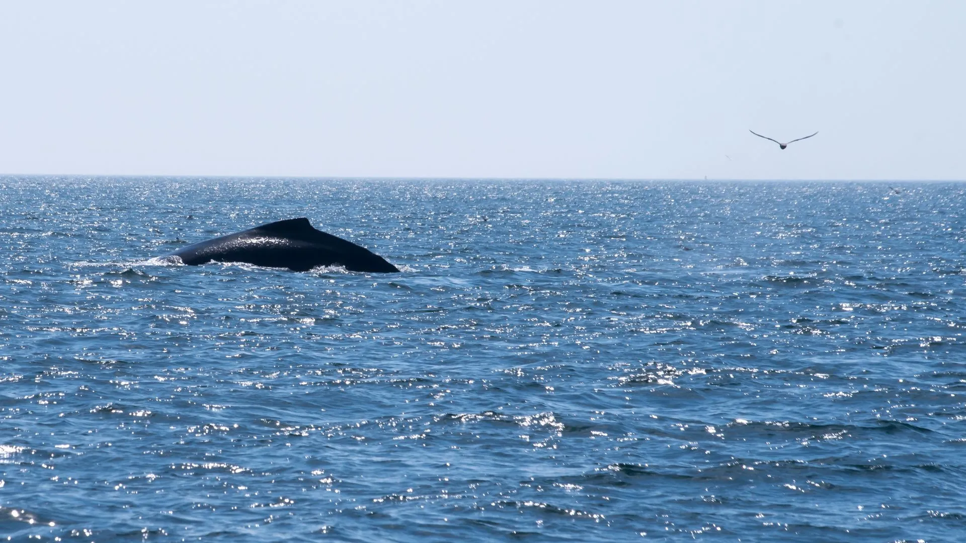activities of ecotourism (3) whale watching ecotourism