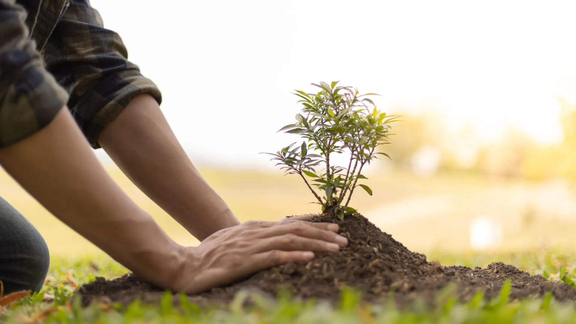 activities of ecotourism (4) planting a tree vacation