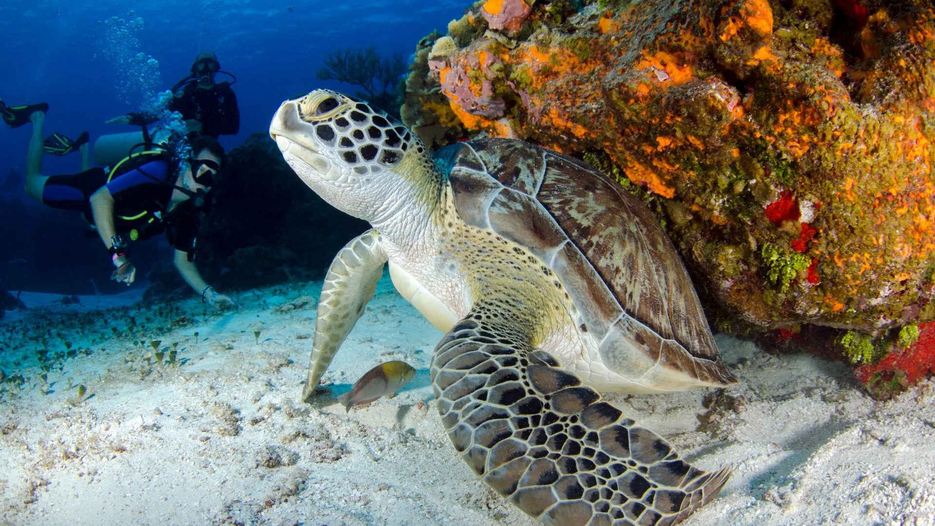 activities of ecotourism (6) ecotourism scuba