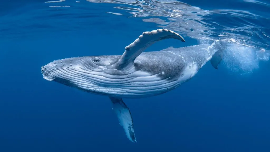blue whale cruises