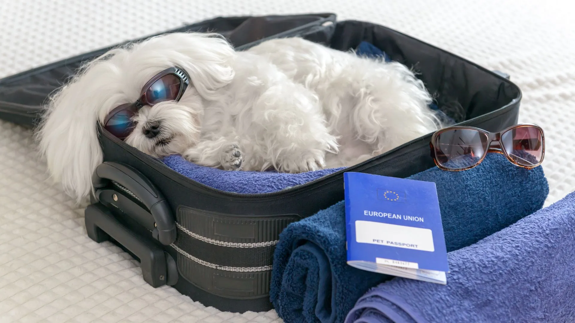 dog friendly vacation-2