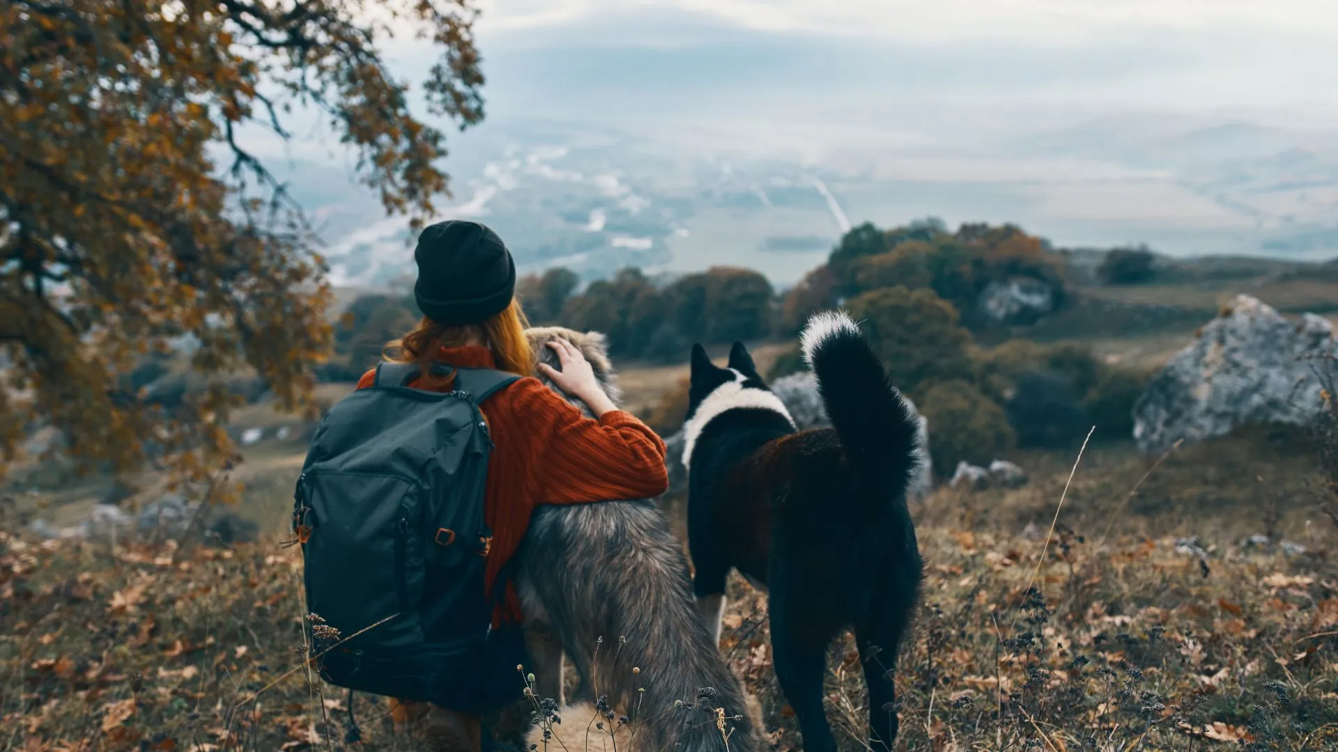dog friendly vacation-3 pet-friendly holiday