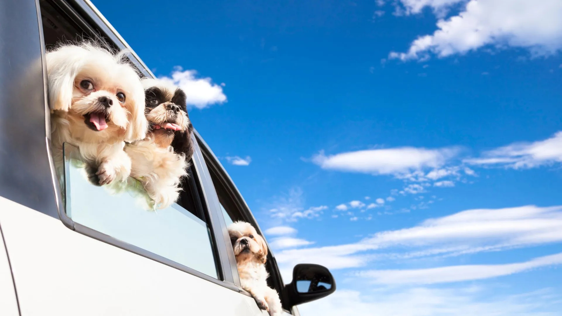 dog friendly vacation-7