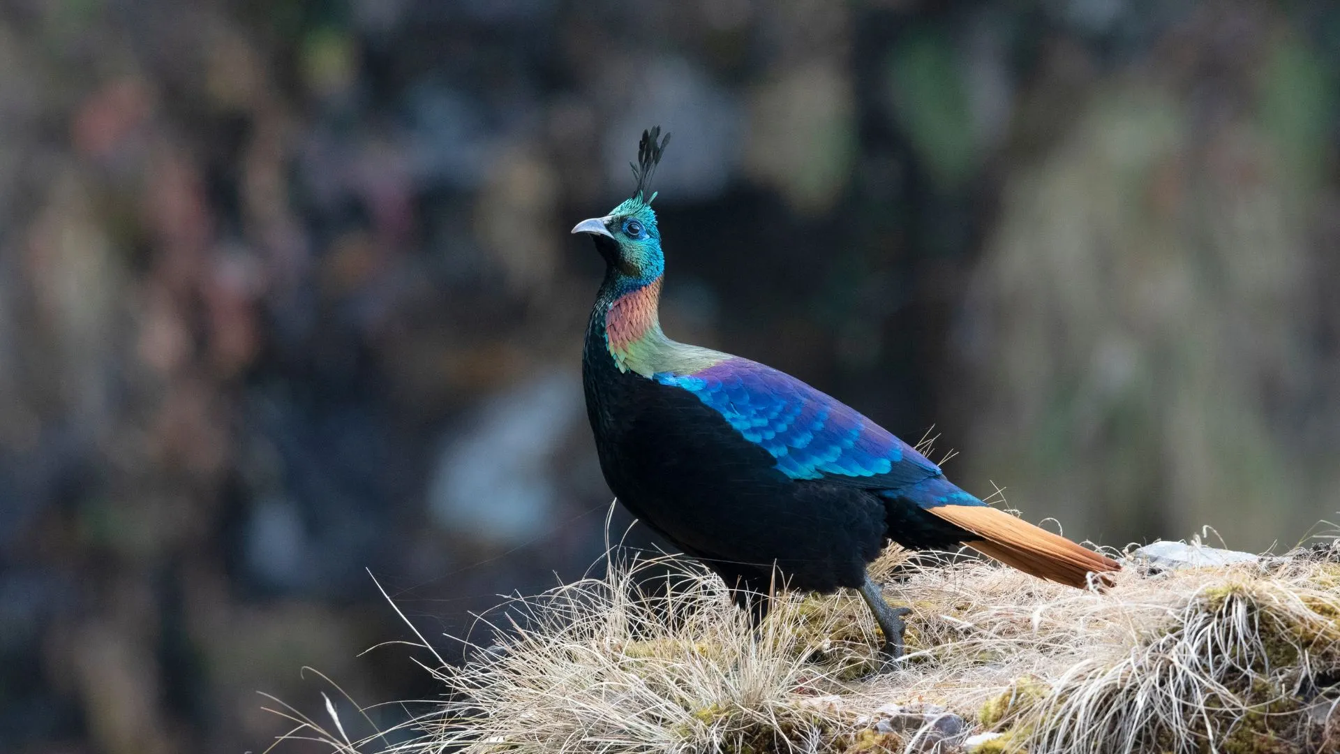 parks in kerala Mangalavanam Bird Sanctuary