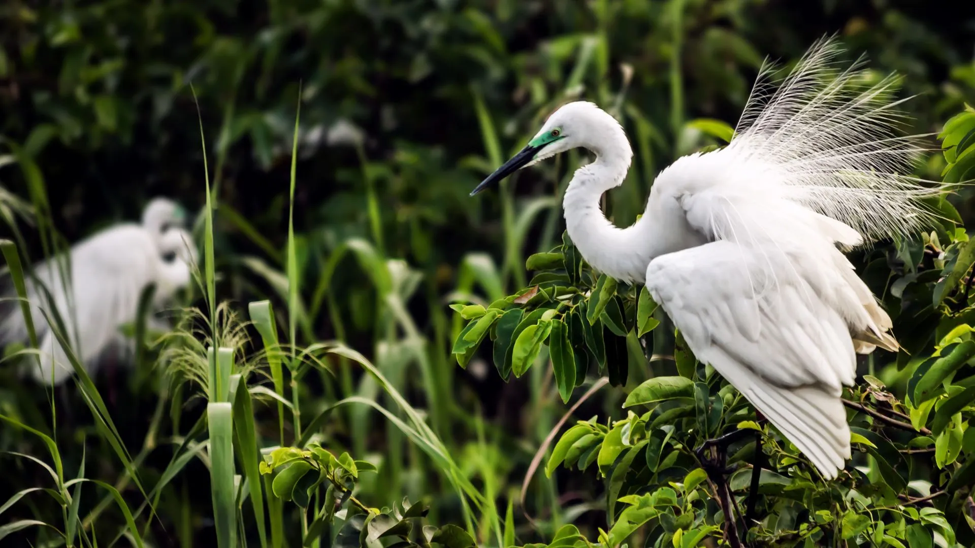 ecotourism in kerala (11) Thattekkad Bird Sanctuary