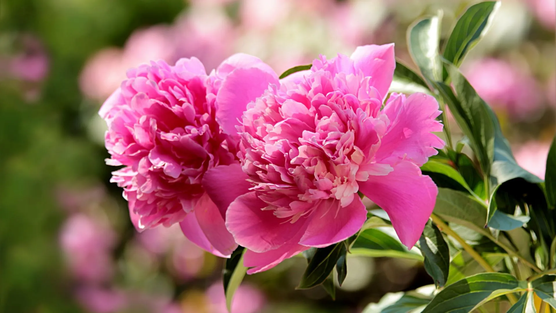 flower festivals around the world-14 Peony Festival