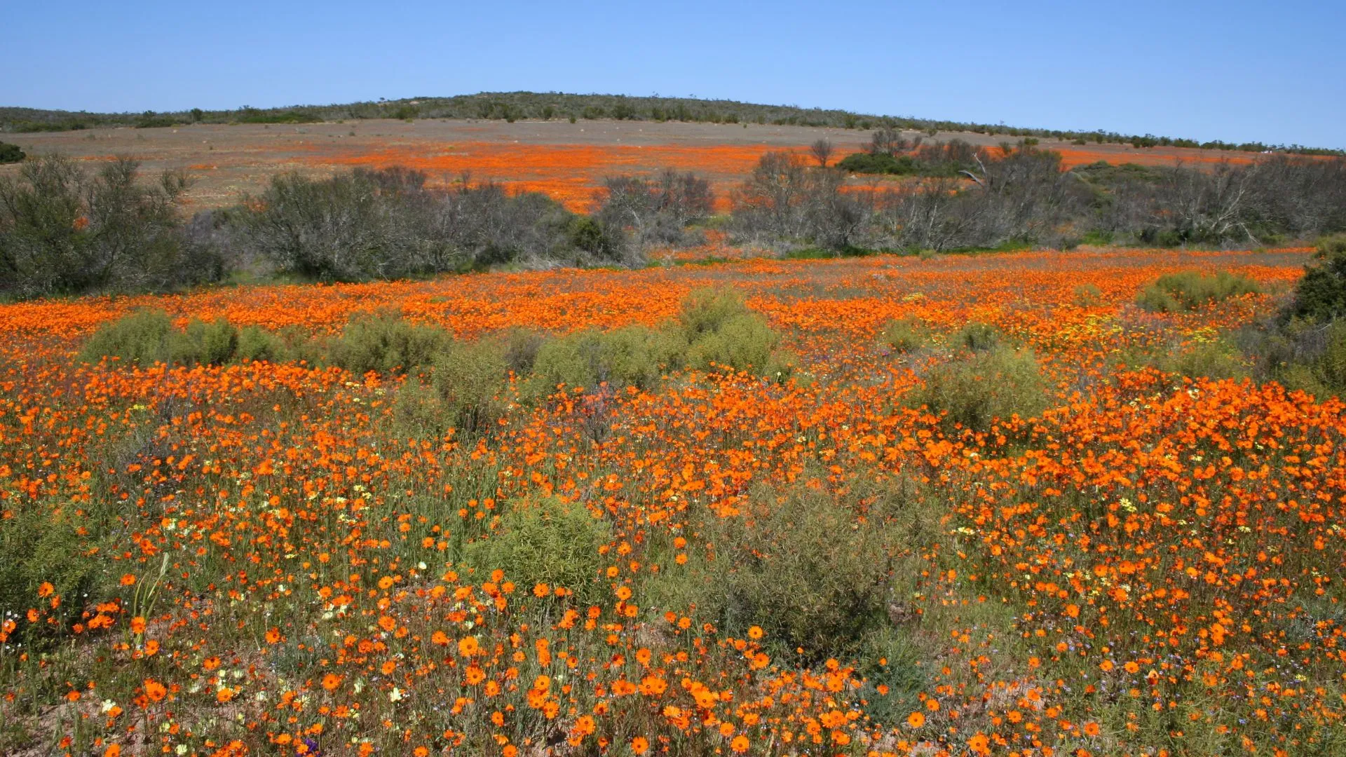 flower festivals around the world-16 Namaqualand Flower Festival