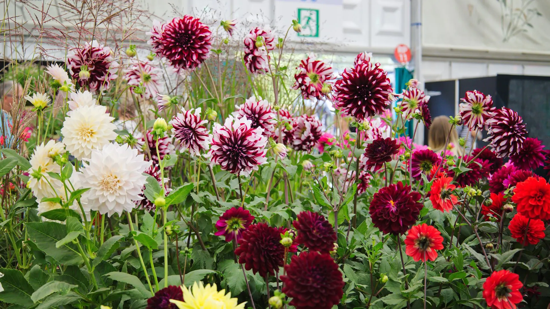 flower festivals around the world-3 Chelsea Flower Show