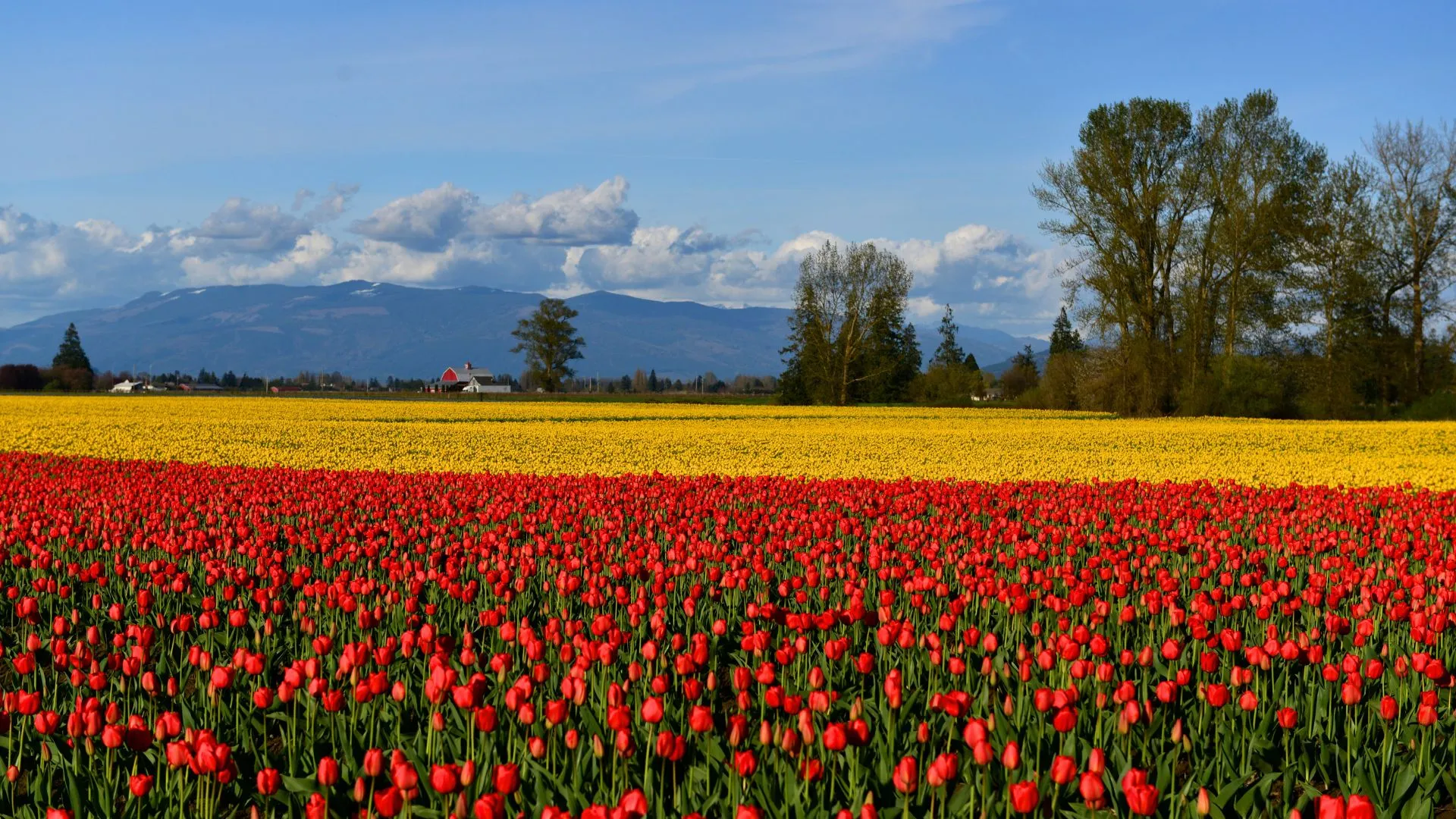 flower festivals around the world-8 Tulip Festival