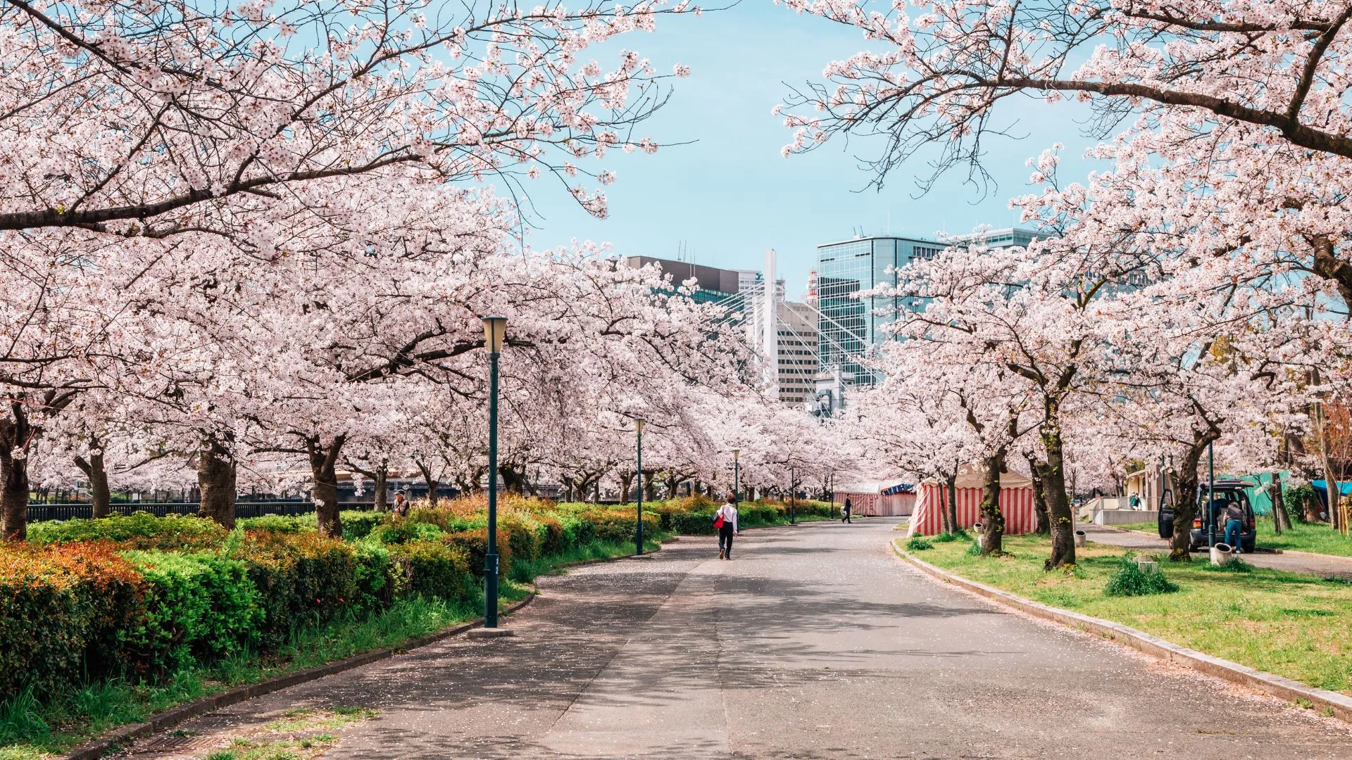 flower festivals around the world-9 Cherry Blosssoms