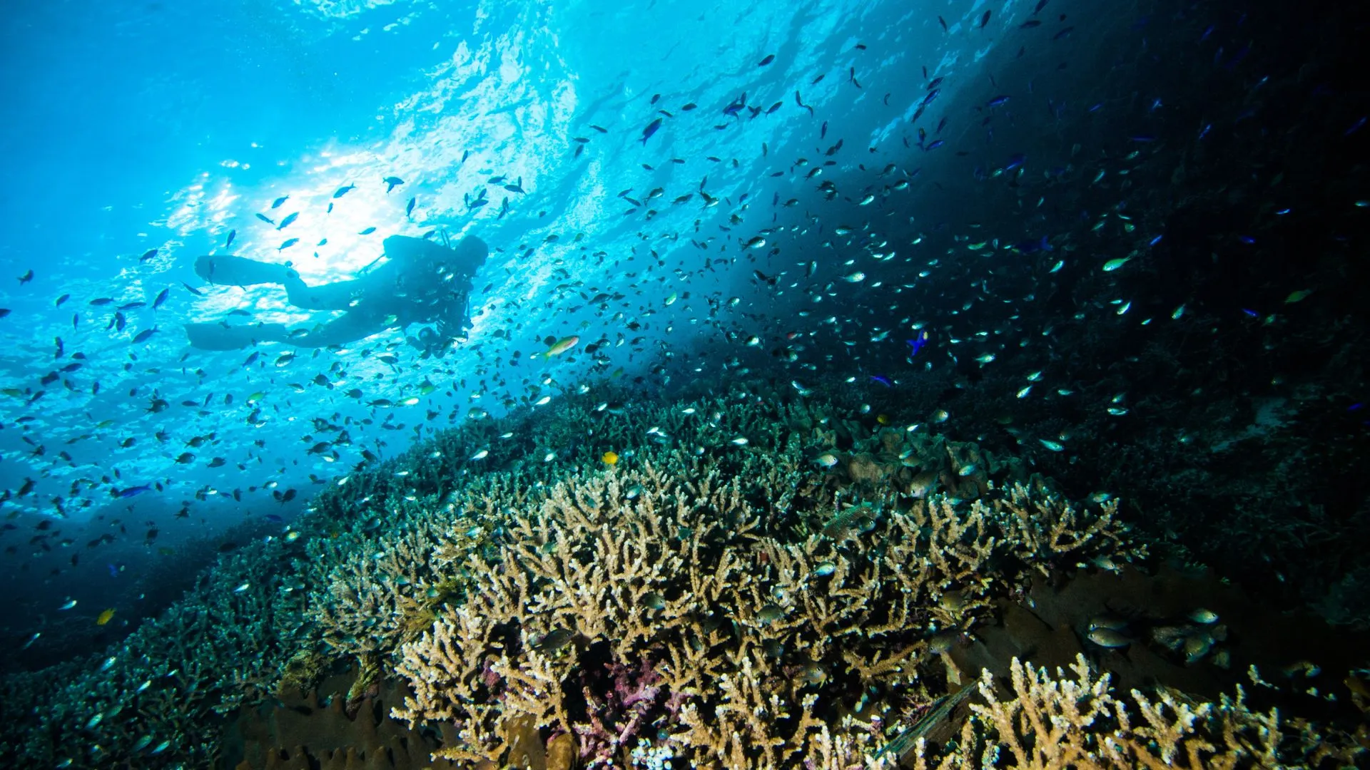 indonesia-5 Scuba Diving in Indonesia