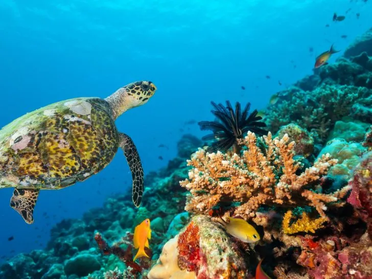 scuba diving in the maldives