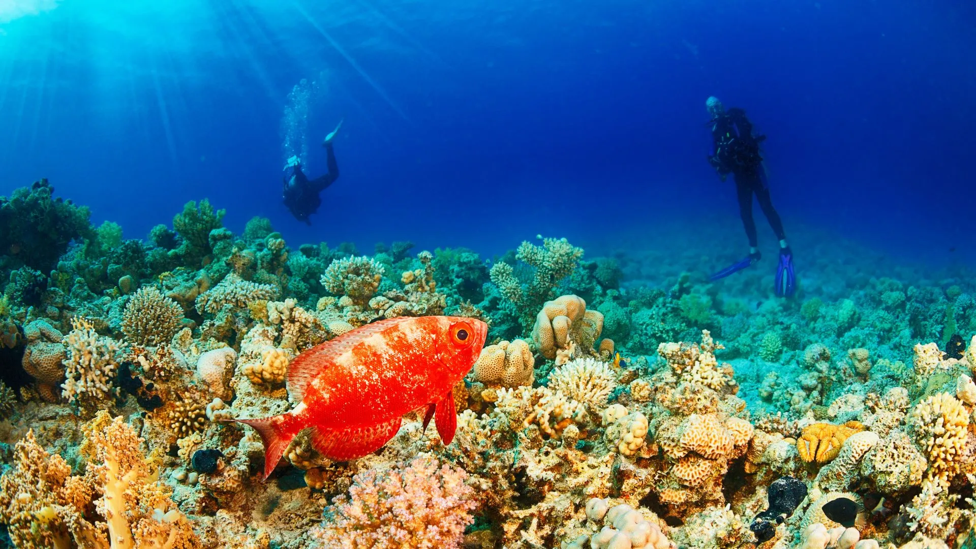 scuba in the maldives (2) scuba in the maldives