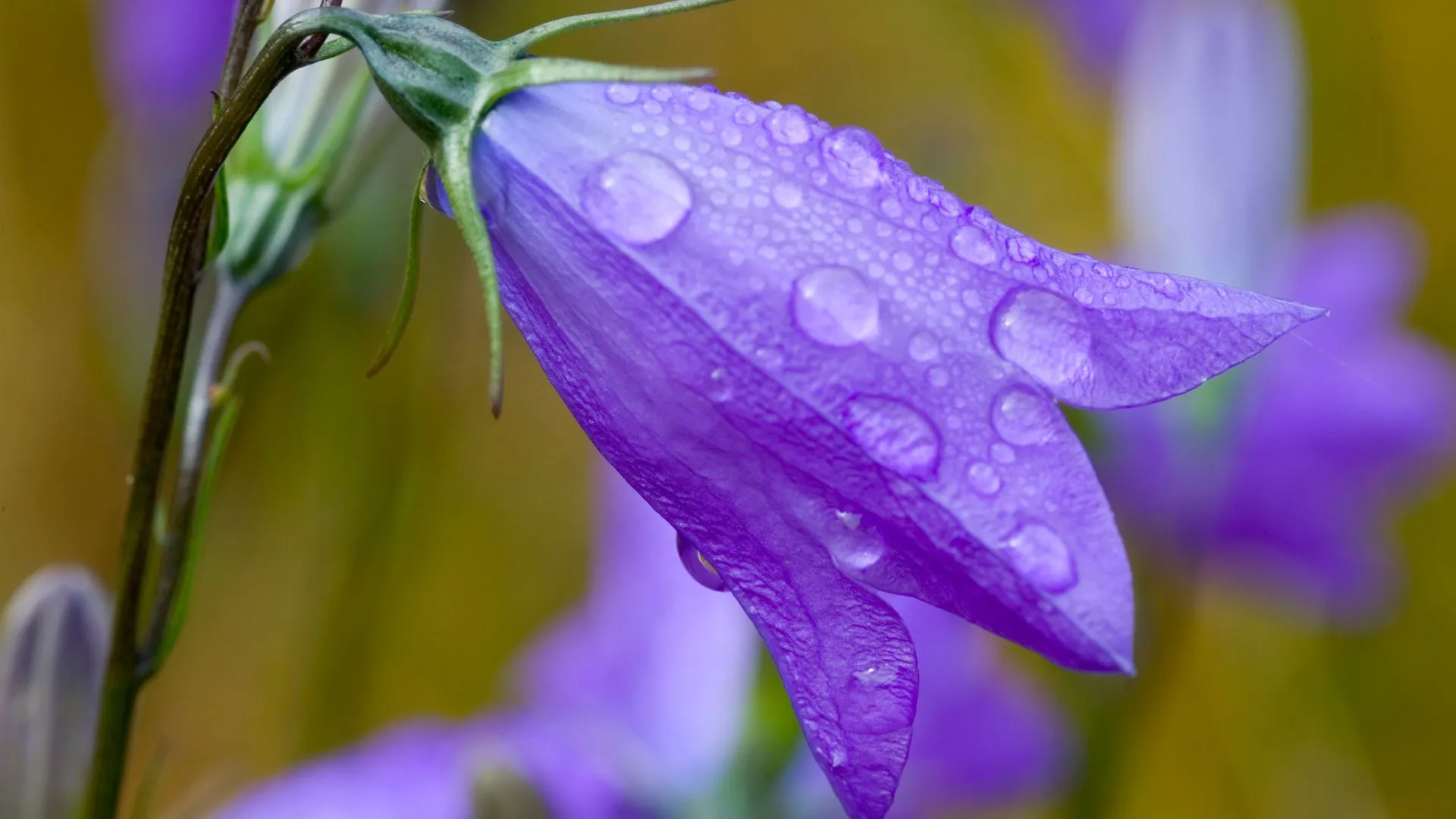 minnesota history and travel purple rain minnesota flower