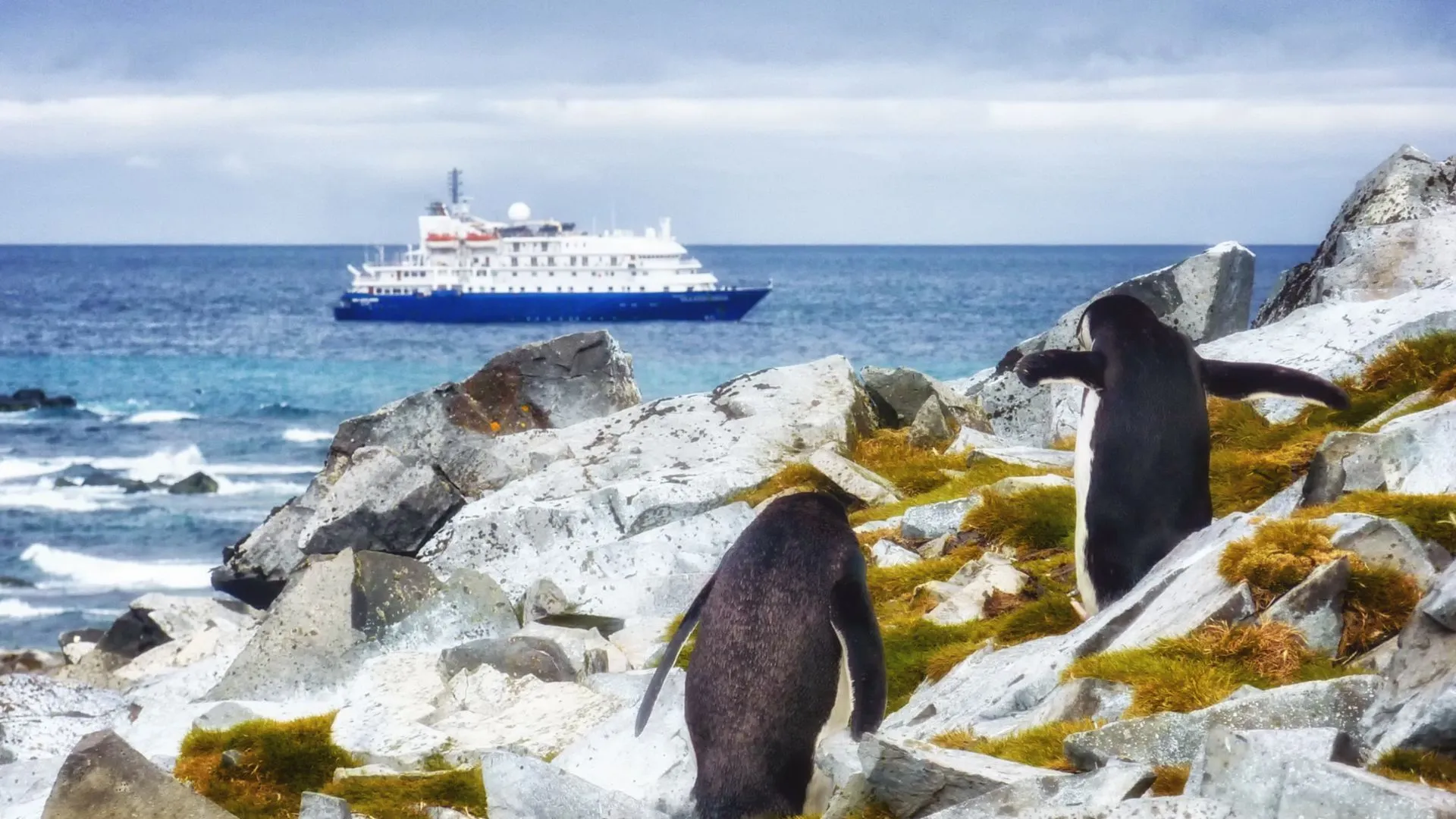 what to do in ushuaia Antarctica cruise penguins