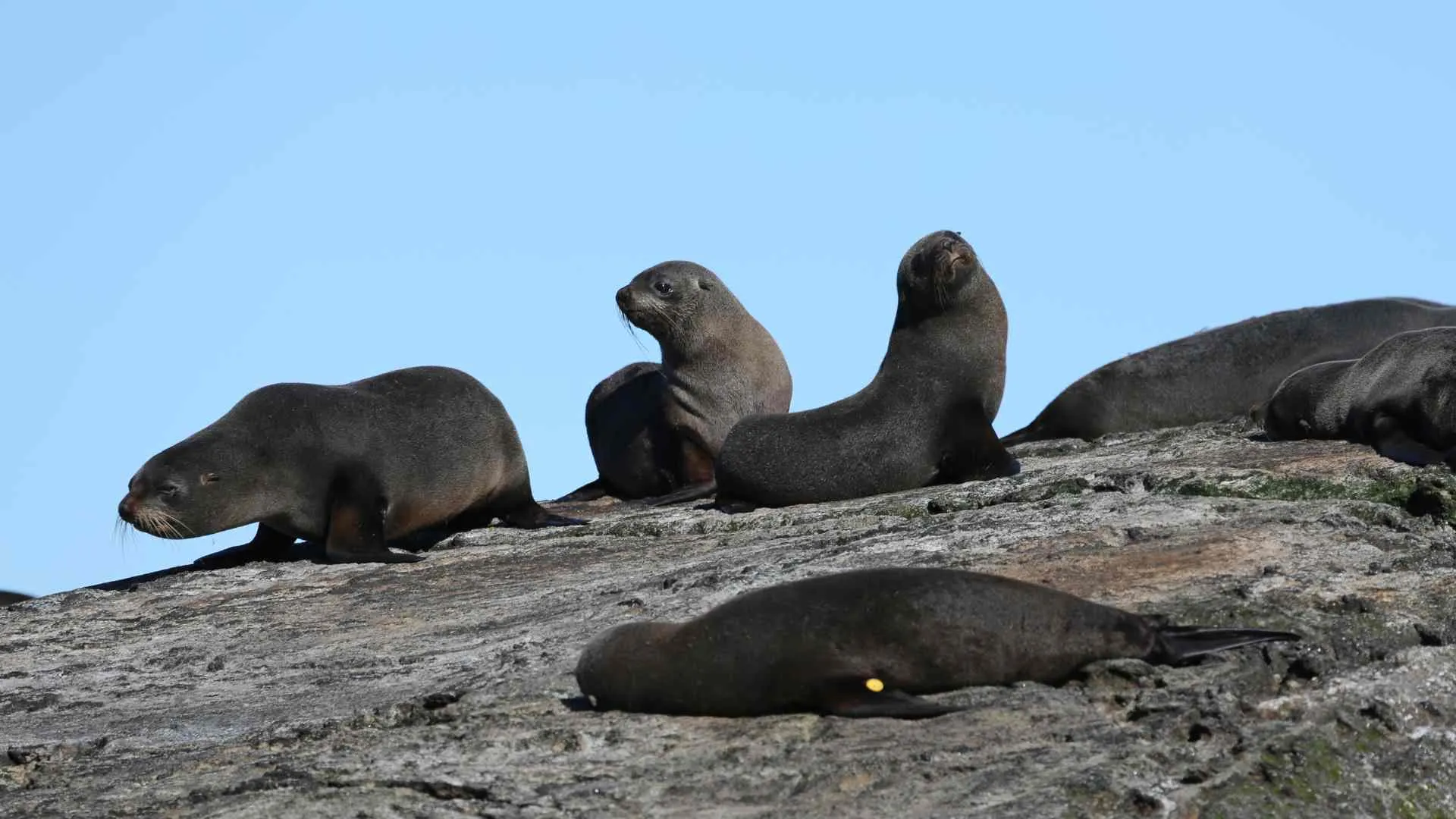Doubtful Sound seals Doubtful Sound seals
