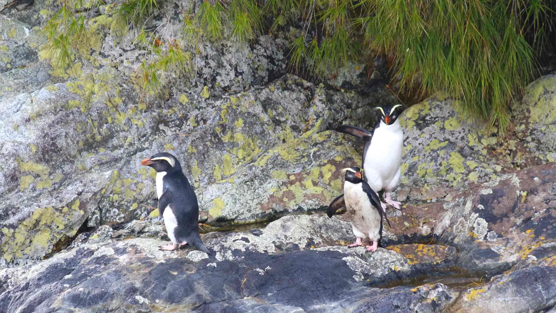 Fiordland Penguins Fiordland Penguins